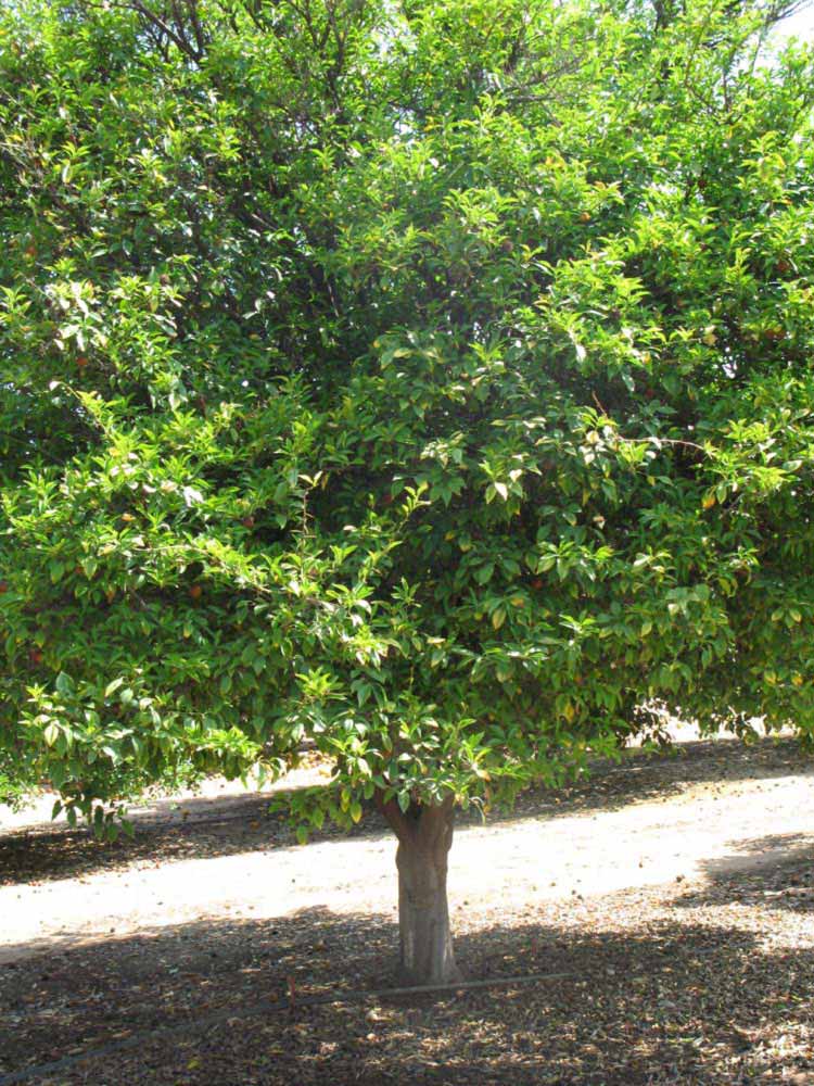            Habit (Riverside, CA)   